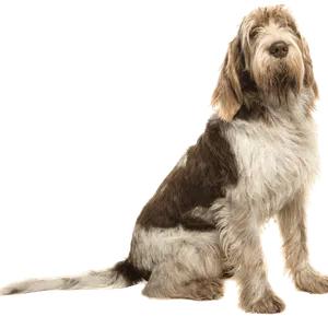 Spinone Italiano