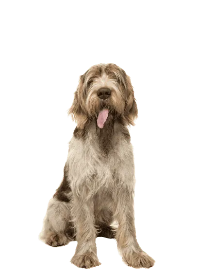 Spinone Italiano