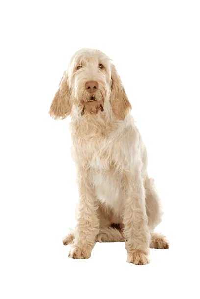 Spinone Italiano