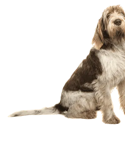 Spinone Italiano