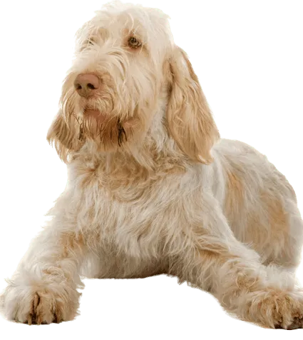 Spinone Italiano - Herkunft und Geschichte