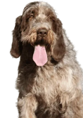 Spinone Italiano