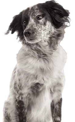 Stabyhoun