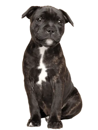 Staffordshire Bullterrier (5)