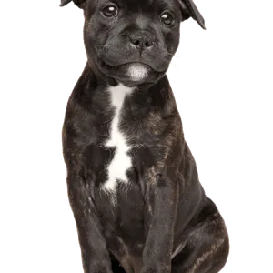 Staffordshire Bullterrier (5)