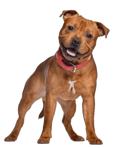 Staffordshire Bullterrier (1)