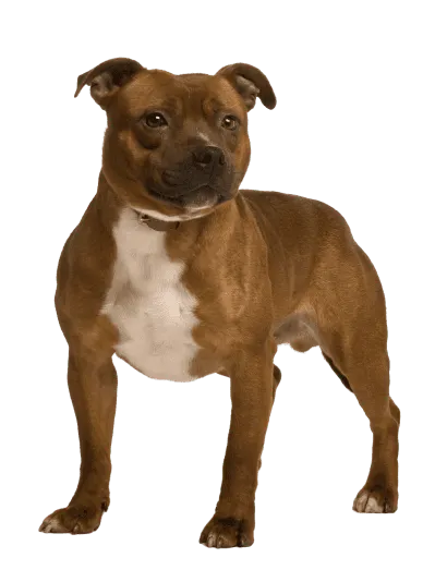 Staffordshire Bullterrier (2)