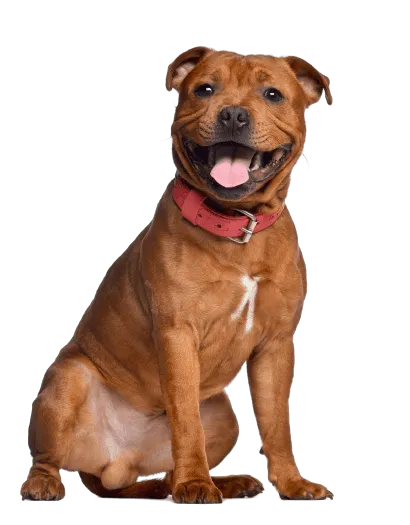 Staffordshire Bullterrier (4)