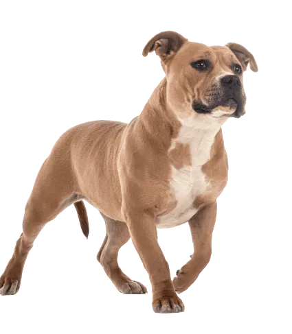 Staffordshire Bullterrier (3)
