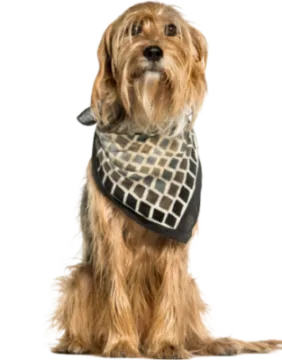 Stichelhaariger Bosnischer Laufhund – Barak