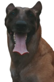 Taiwanhund