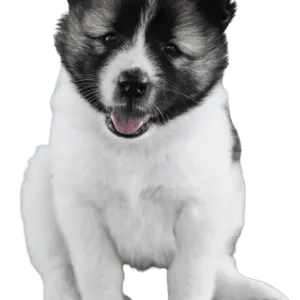 Thai Bangkaew Dog (7)