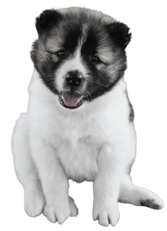Thai Bangkaew Dog (7)