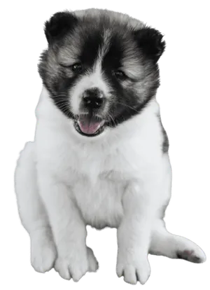 Thai Bangkaew Dog (7)