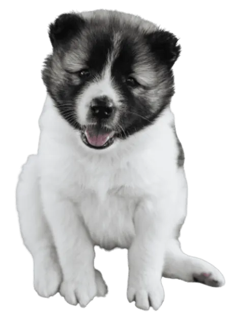 Thai Bangkaew Dog (7)