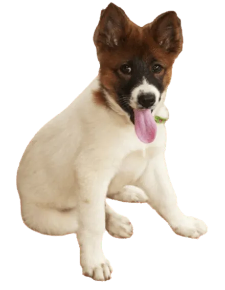 Thai Bangkaew Dog (6)