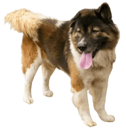 Thai Bangkaew Dog (4)