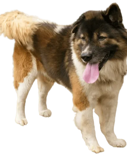 Thai Bangkaew Dog (4)