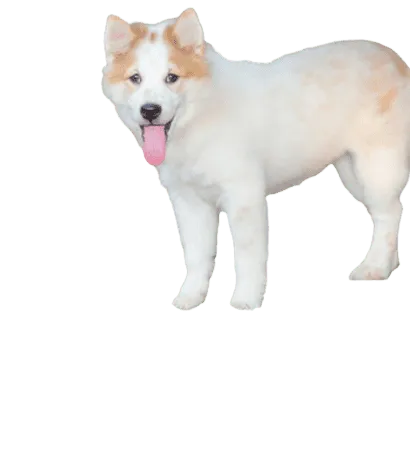 Thai Bangkaew Dog (3)