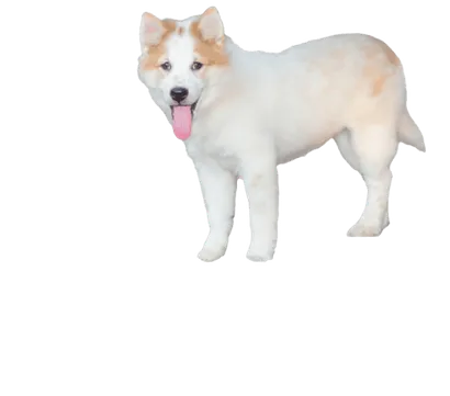 Thai Bangkaew Dog (3)