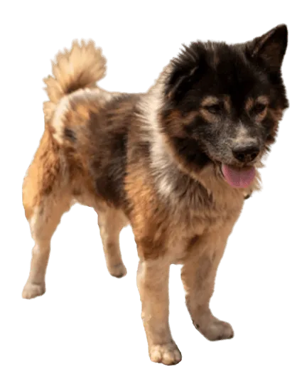 Thai Bangkaew Dog (2)
