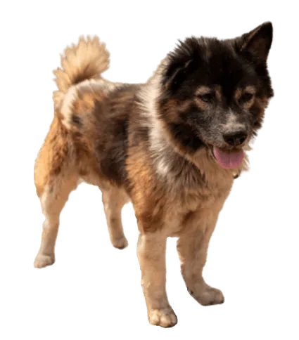 Thai Bangkaew Dog (2)