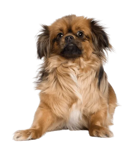 Tibet-Spaniel (4)
