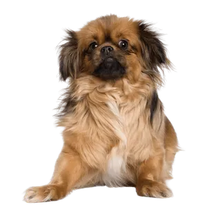 Tibet-Spaniel (4)
