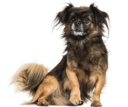 Tibet-Spaniel Bild 3