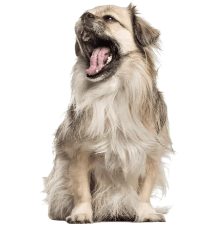 Tibet-Spaniel (5)