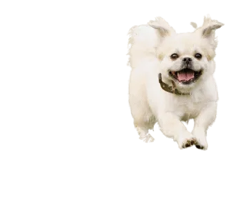 Tibet-Spaniel (6)