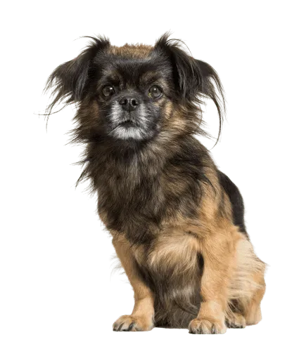 Tibet-Spaniel (7)