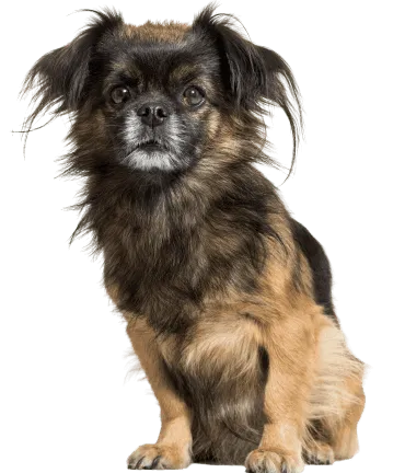 Tibet Spaniel