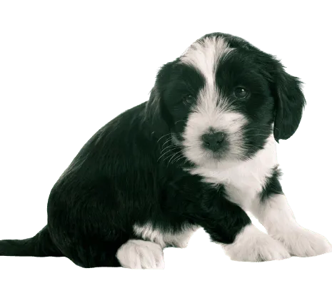 Tibet-Terrier (6)