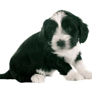 Tibet-Terrier (6)