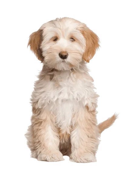 Tibet-Terrier (5)