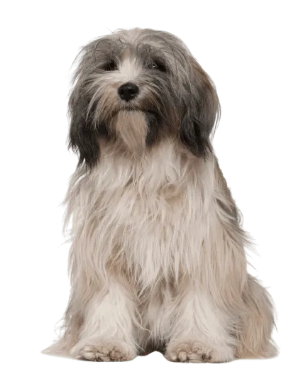Tibet-Terrier (1)