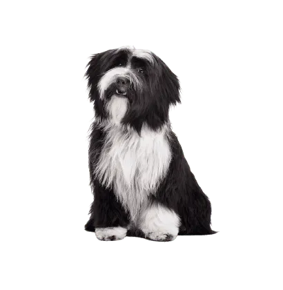 Tibet-Terrier