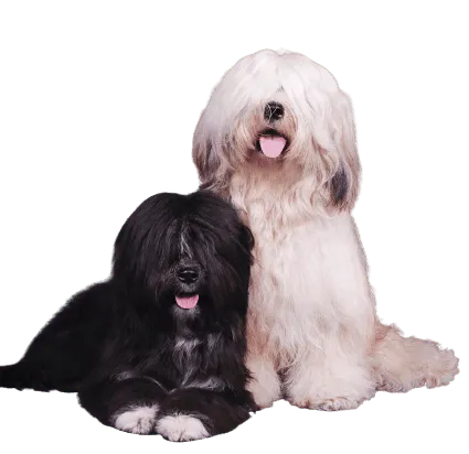 Tibet-Terrier (2)