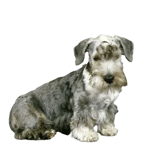 Tschechischer Terrier