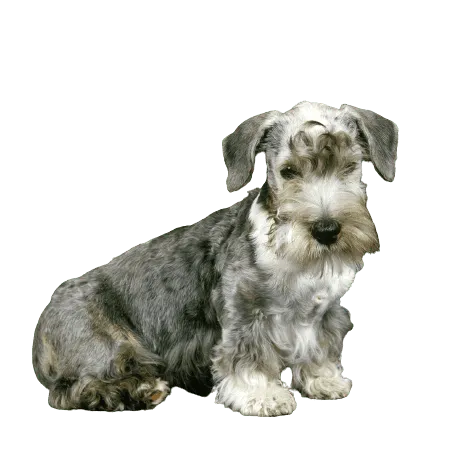 Tschechischer Terrier
