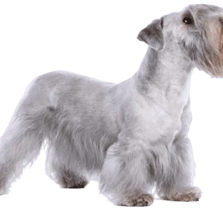Tschechischer Terrier