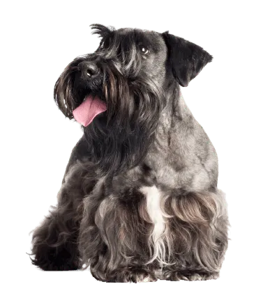 Tschechischer Terrier