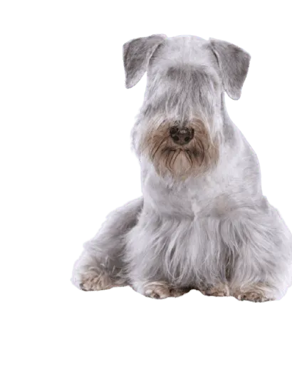 Tschechischer Terrier