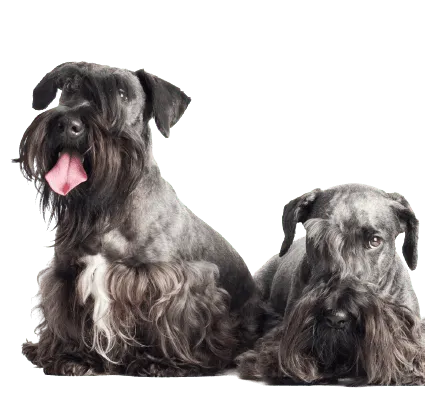 Tschechischer Terrier