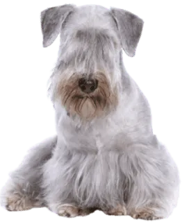 Tschechischer Terrier