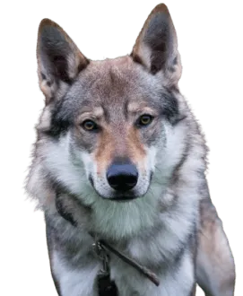 Tschechoslowakischer Wolfhund