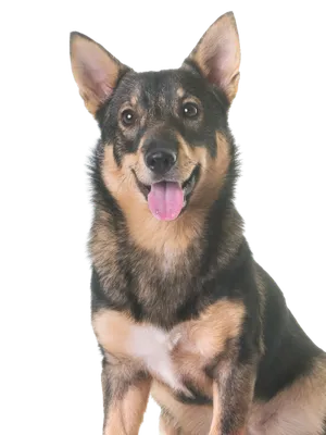 Västgötaspets