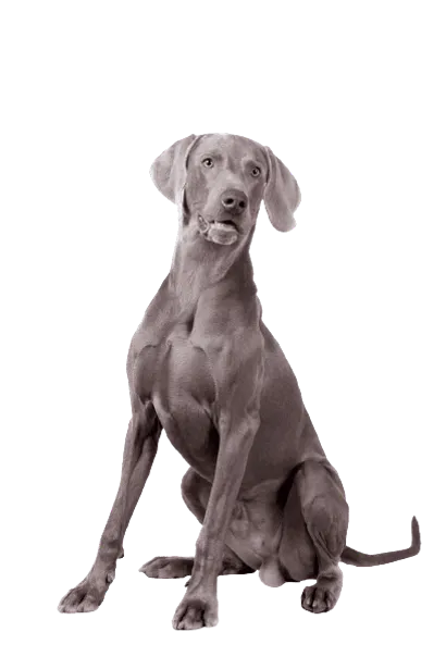 Weimaraner Adult