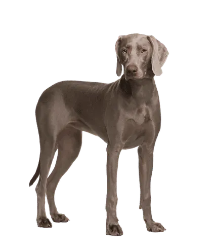 Weimaraner